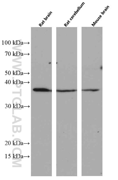 Western Blot (WB) analysis of various lysates using OLIG2 Monoclonal antibody (66513-1-Ig)