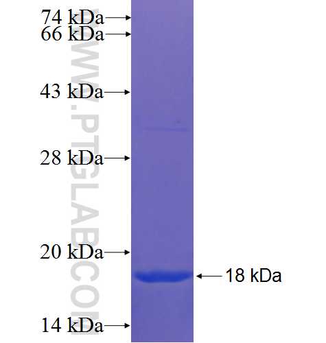 OLIG2 fusion protein Ag22641 SDS-PAGE