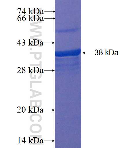 OLIG2 fusion protein Ag22642 SDS-PAGE