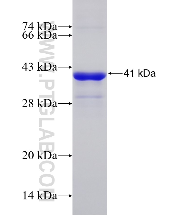 OLIG2 fusion protein Ag18838 SDS-PAGE