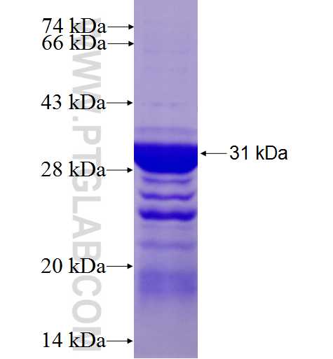 OLIG3 fusion protein Ag10046 SDS-PAGE