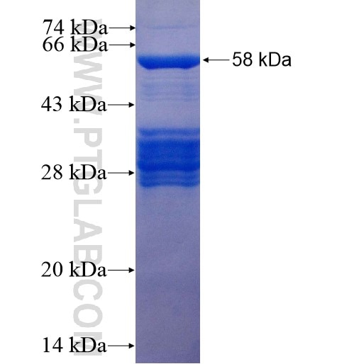 OLIG3 fusion protein Ag10093 SDS-PAGE