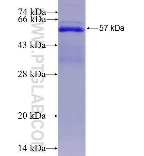 OLR1 fusion protein Ag2437 SDS-PAGE
