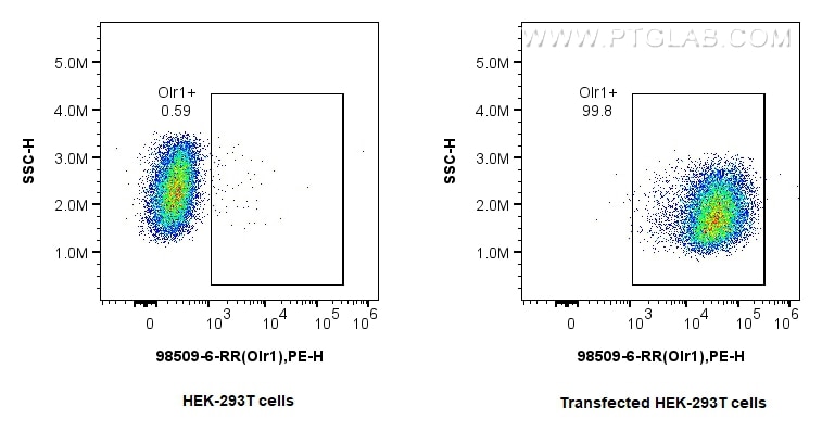 OLR1/LOX1 antibody (98509-6-RR) | Proteintech