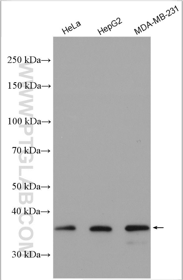 Western Blot (WB) analysis of various lysates using OMA1 Polyclonal antibody (17116-1-AP)