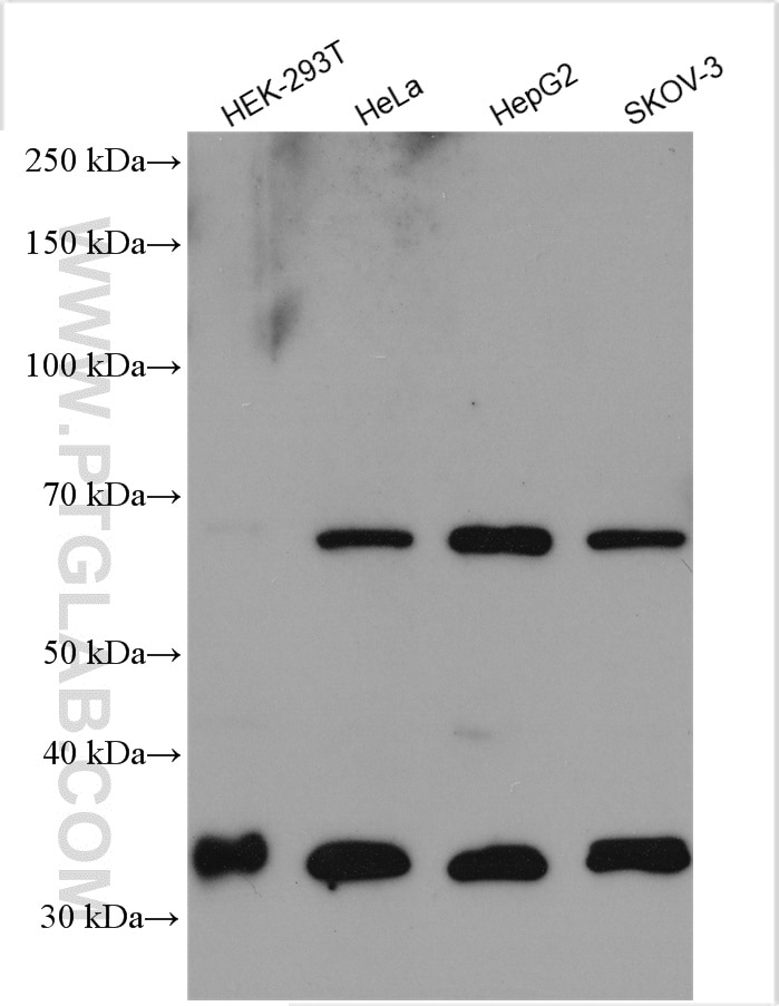 Western Blot (WB) analysis of various lysates using OMA1 Polyclonal antibody (17116-1-AP)