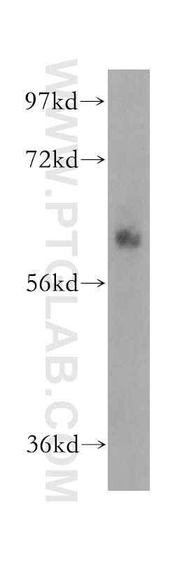 OMA1 Polyclonal antibody