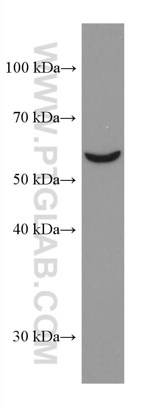 Western Blot (WB) analysis of NIH/3T3 cells using OMA1 Monoclonal antibody (67449-1-Ig)