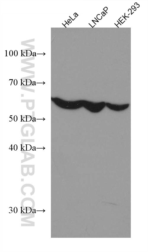 Western Blot (WB) analysis of various lysates using OMA1 Monoclonal antibody (67449-1-Ig)