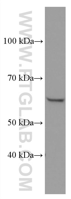 Western Blot (WB) analysis of HeLa cells using OMA1 Monoclonal antibody (67449-1-Ig)