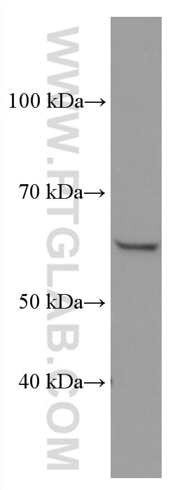 WB analysis of HeLa using 67449-1-Ig