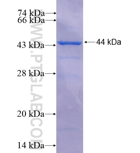 OMA1 fusion protein Ag10803 SDS-PAGE