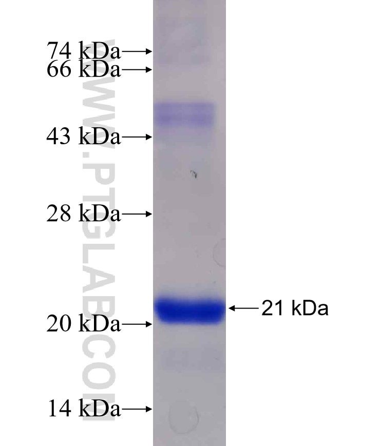 OMA1 fusion protein Ag11201 SDS-PAGE