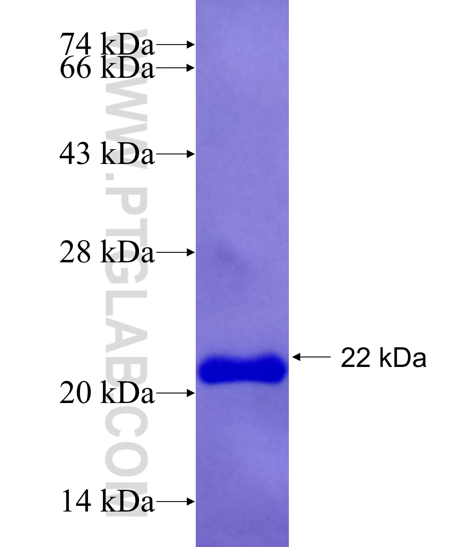 OMA1 fusion protein Ag11201 SDS-PAGE