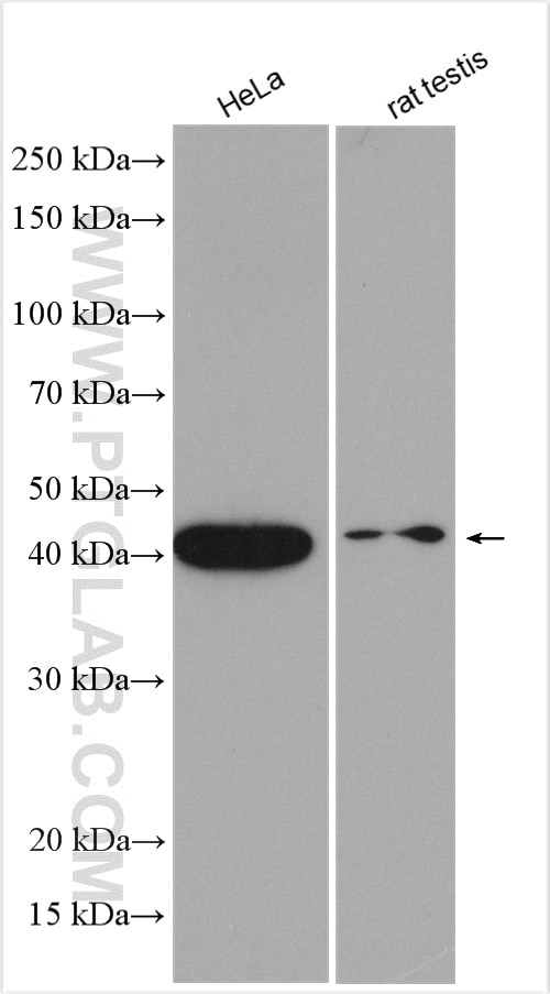 Western Blot (WB) analysis of various lysates using ZNF830 Polyclonal antibody (25618-1-AP)