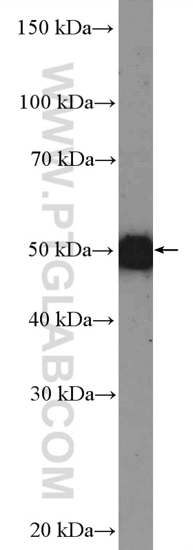 Western Blot (WB) analysis of mouse spinal cord tissue using OMG Polyclonal antibody (12701-1-AP)