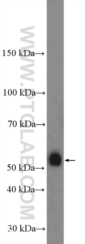 Western Blot (WB) analysis of mouse brain tissue using OMG Polyclonal antibody (12701-1-AP)