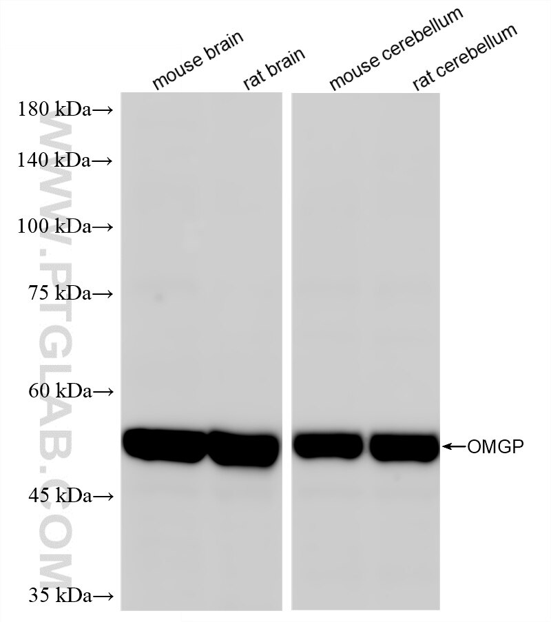 Western Blot (WB) analysis of various lysates using OMG Recombinant antibody (86584-1-RR)