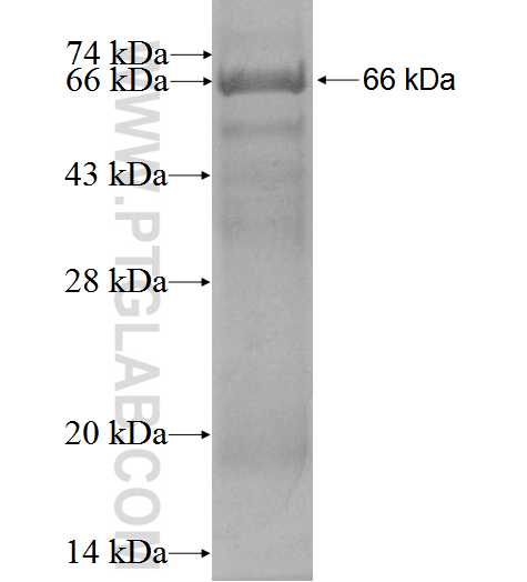 OMG fusion protein Ag3210 SDS-PAGE