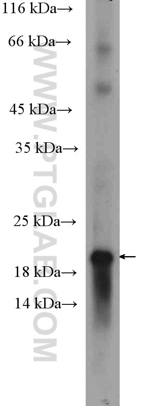 Western Blot (WB) analysis of mouse brain tissue using OMP Polyclonal antibody (18185-1-AP)