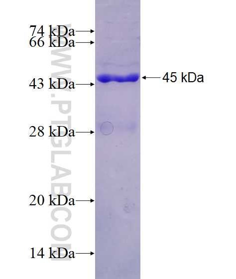 OMP fusion protein Ag12899 SDS-PAGE