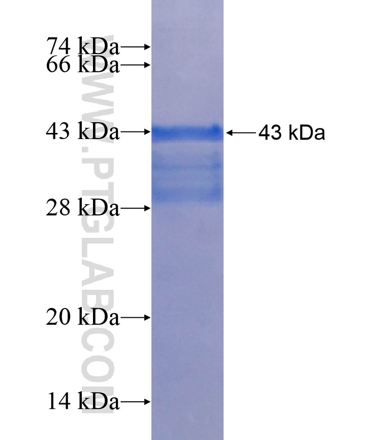 ONECUT1 fusion protein Ag18250 SDS-PAGE
