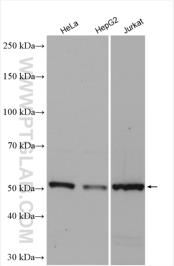 Western Blot (WB) analysis of various lysates using ONECUT2 Polyclonal antibody (21916-1-AP)