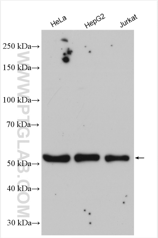 Western Blot (WB) analysis of various lysates using ONECUT2 Polyclonal antibody (21916-1-AP)