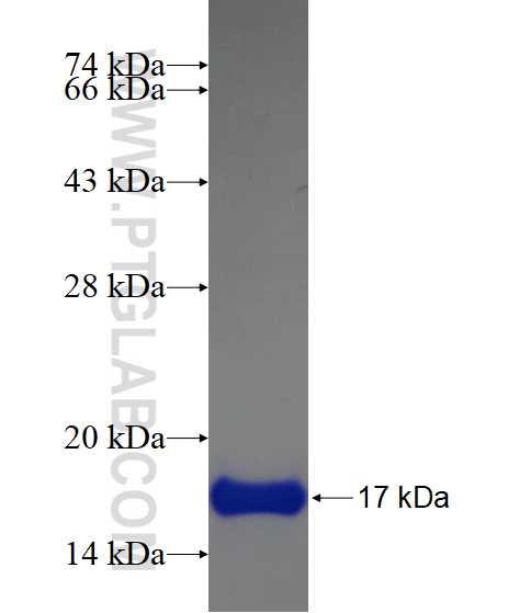 ONECUT2 fusion protein Ag17018 SDS-PAGE