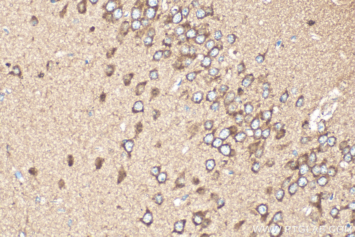 Immunohistochemistry (IHC) staining of mouse brain tissue using OPA1 Polyclonal antibody (27733-1-AP)