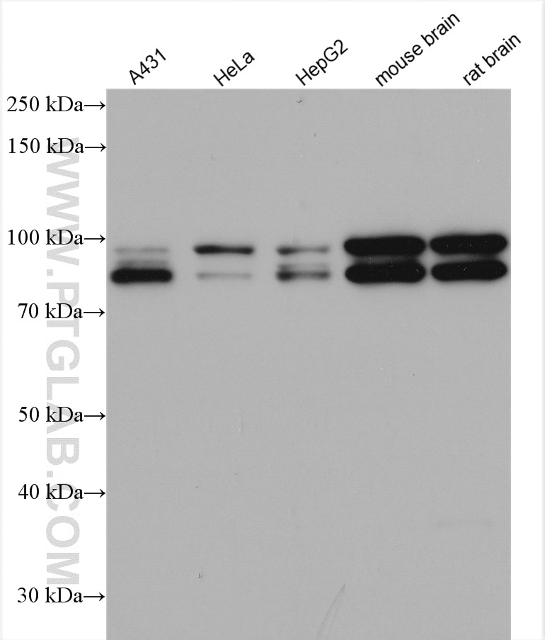 Western Blot (WB) analysis of various lysates using OPA1 Polyclonal antibody (27733-1-AP)