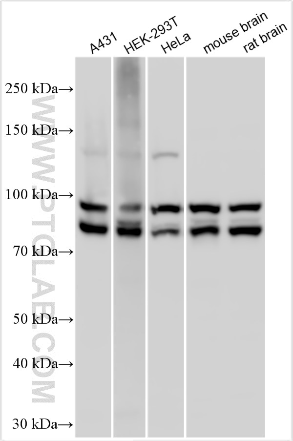 Western Blot (WB) analysis of various lysates using OPA1 Polyclonal antibody (27733-1-AP)