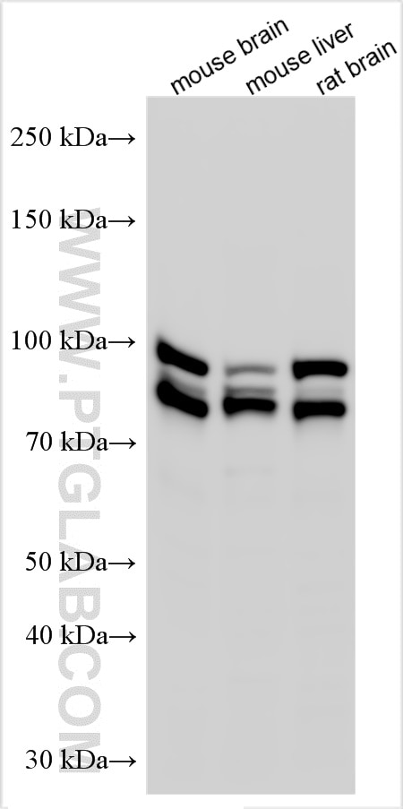 Western Blot (WB) analysis of various lysates using OPA1 Polyclonal antibody (27733-1-AP)