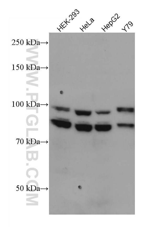 Western Blot (WB) analysis of various lysates using OPA1 Monoclonal antibody (66583-1-Ig)