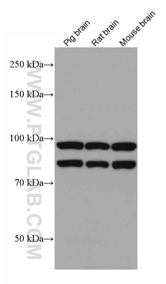 Western Blot (WB) analysis of various lysates using OPA1 Monoclonal antibody (66583-1-Ig)