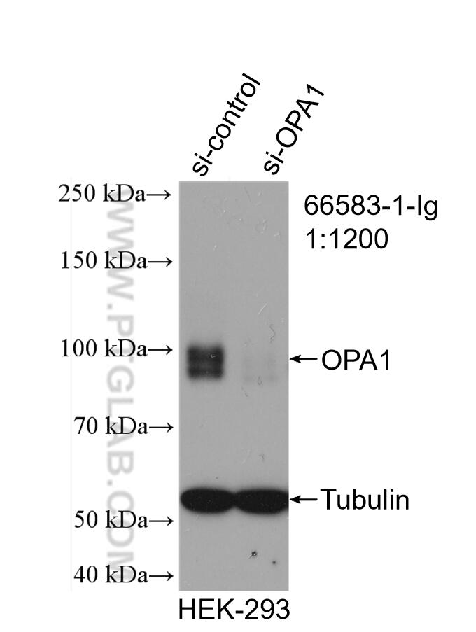 Western Blot (WB) analysis of HEK-293 cells using OPA1 Monoclonal antibody (66583-1-Ig)