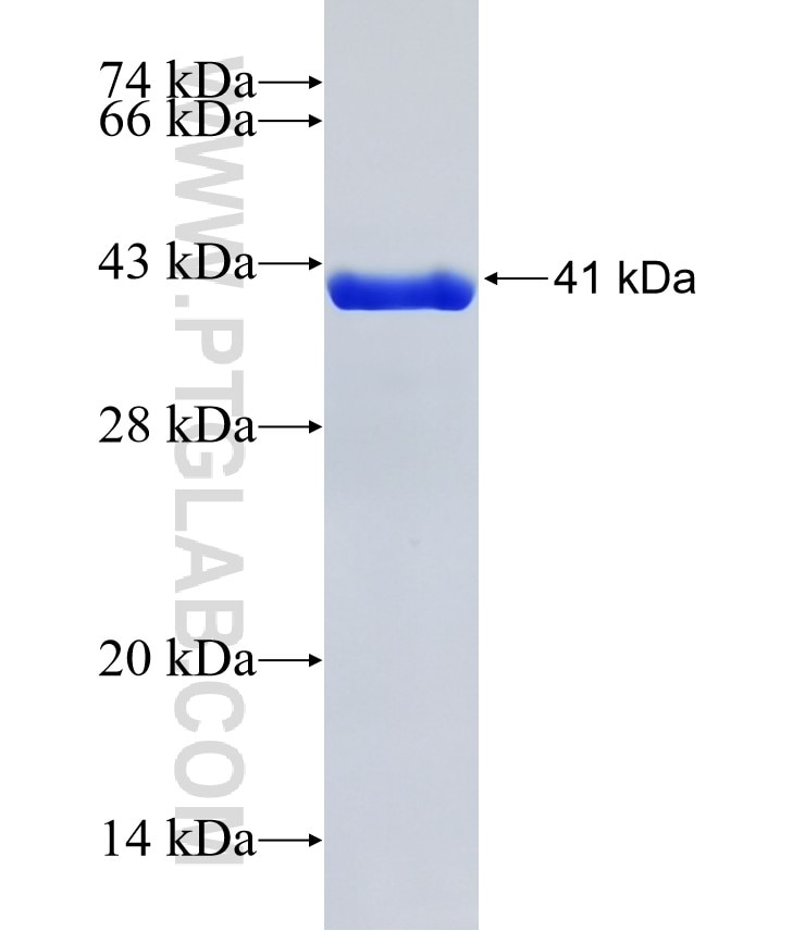 OPA1 fusion protein Ag26868 SDS-PAGE