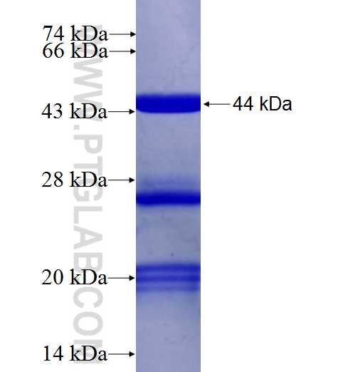 OPA1 fusion protein Ag26887 SDS-PAGE