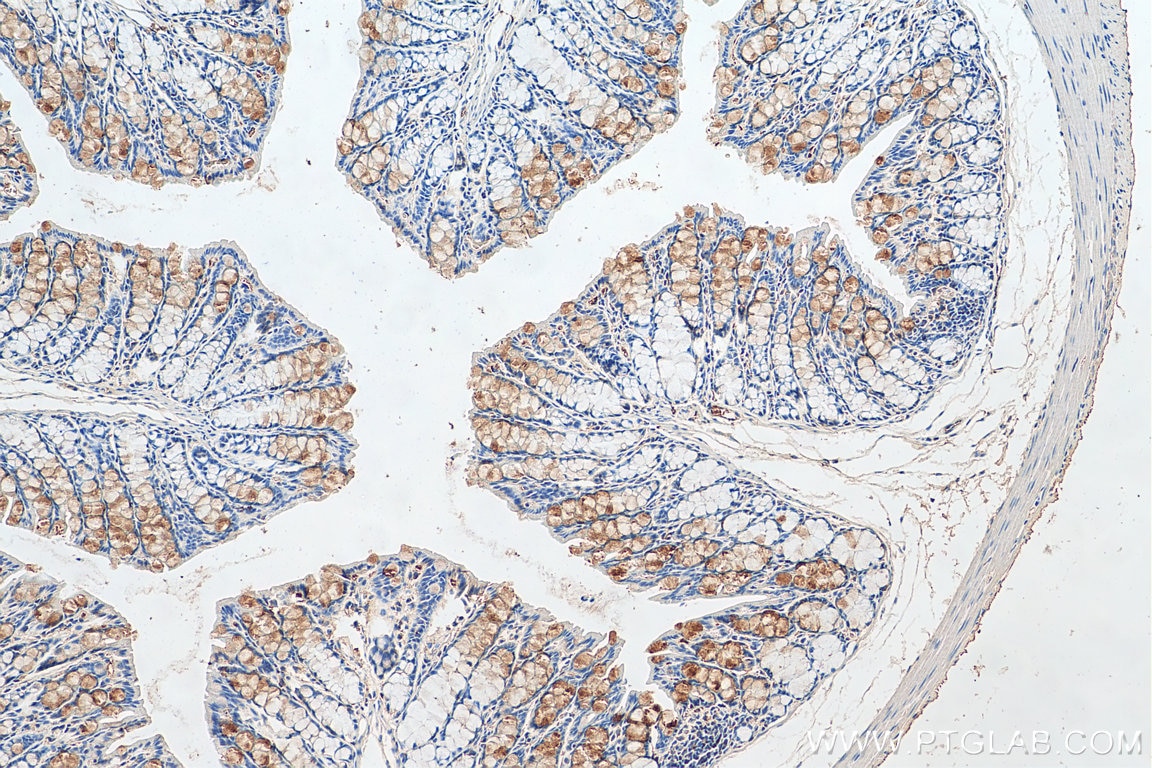 Immunohistochemistry (IHC) staining of mouse colon tissue using OPA3 Polyclonal antibody (15638-1-AP)
