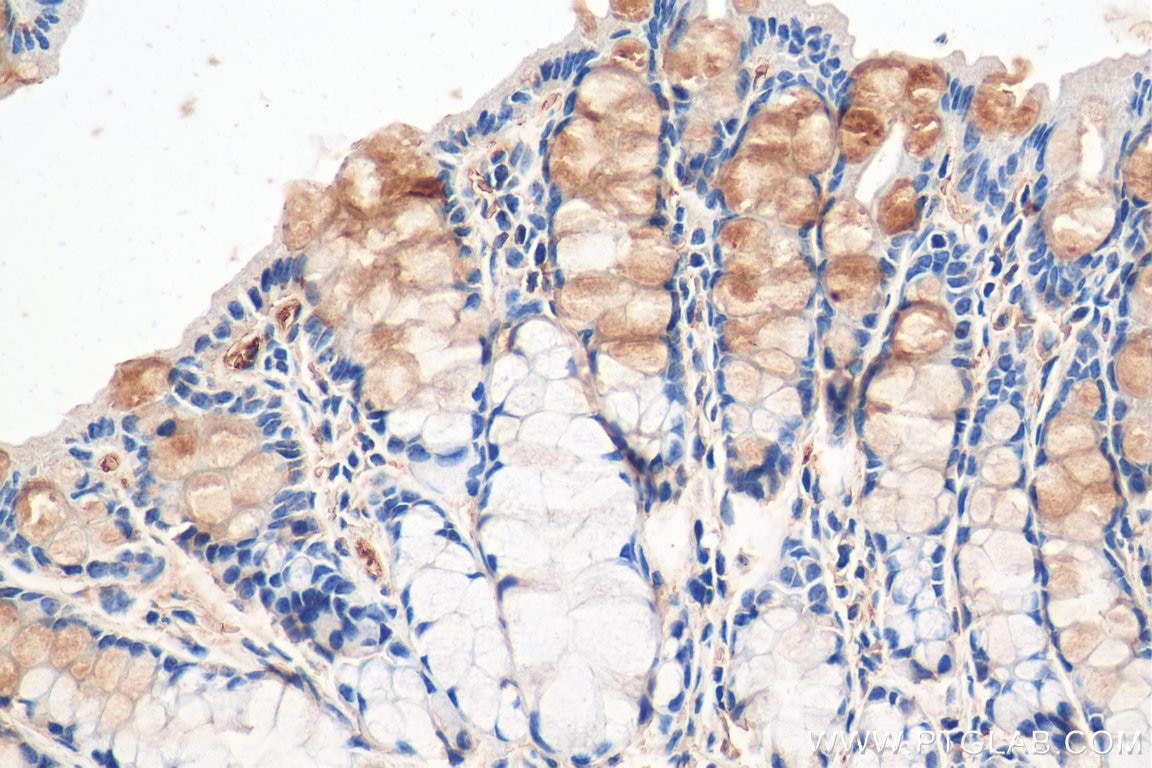 Immunohistochemistry (IHC) staining of mouse colon tissue using OPA3 Polyclonal antibody (15638-1-AP)