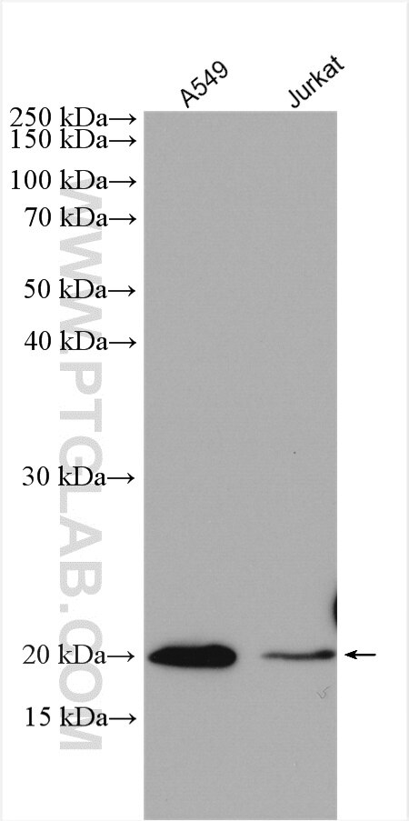 Western Blot (WB) analysis of various lysates using OPA3 Polyclonal antibody (15638-1-AP)