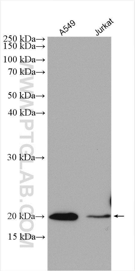 WB analysis using 15638-1-AP