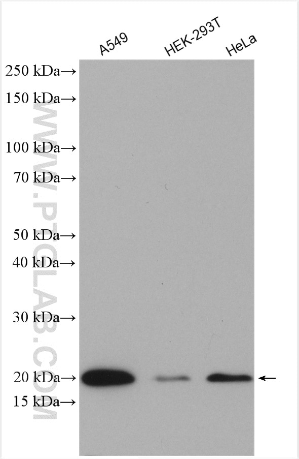 Western Blot (WB) analysis of various lysates using OPA3 Polyclonal antibody (15638-1-AP)