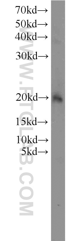 Western Blot (WB) analysis of mouse thymus tissue using OPA3 Polyclonal antibody (15638-1-AP)