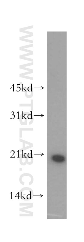 Western Blot (WB) analysis of human kidney tissue using OPA3 Polyclonal antibody (15638-1-AP)