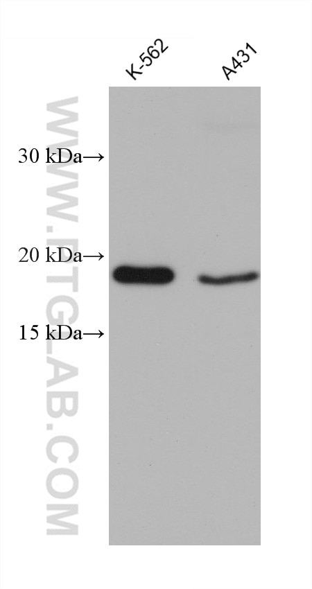 Western Blot (WB) analysis of various lysates using OPA3 Monoclonal antibody (68241-1-Ig)