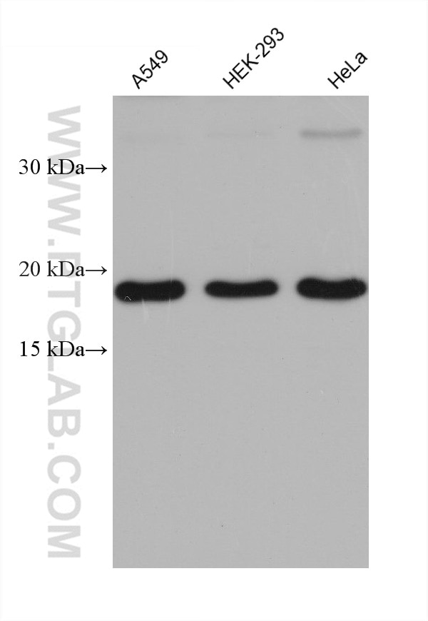 Western Blot (WB) analysis of various lysates using OPA3 Monoclonal antibody (68241-1-Ig)