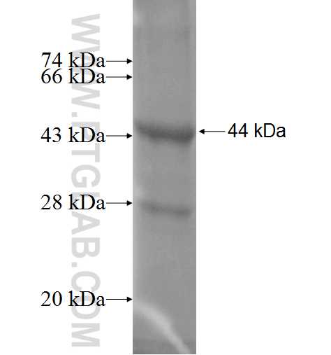OPA3 fusion protein Ag8103 SDS-PAGE