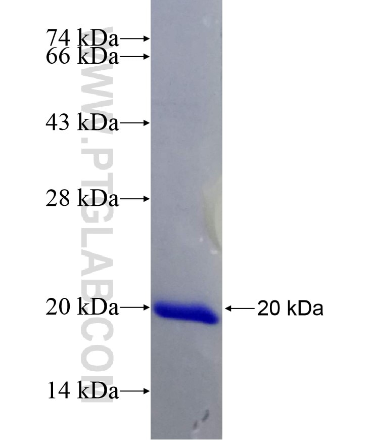 OPA3 fusion protein Ag8173 SDS-PAGE