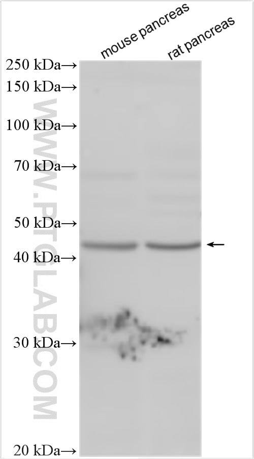 Western Blot (WB) analysis of various lysates using OPCML Polyclonal antibody (17962-1-AP)